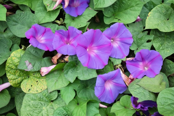 牵牛花.jpg